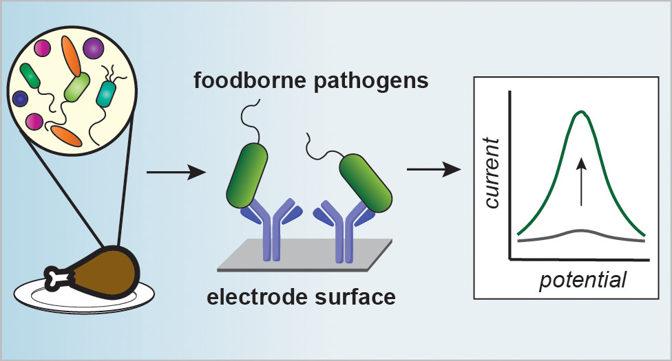 Electrochemical Sensors to Detect Bacterial Foodborne Pathogens