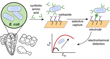 Covalent capture and electrochemical quantification of pathogenic E. coli