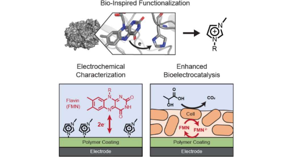 Lanmodulin-Decorated Microbes for Efficient Lanthanide Recovery